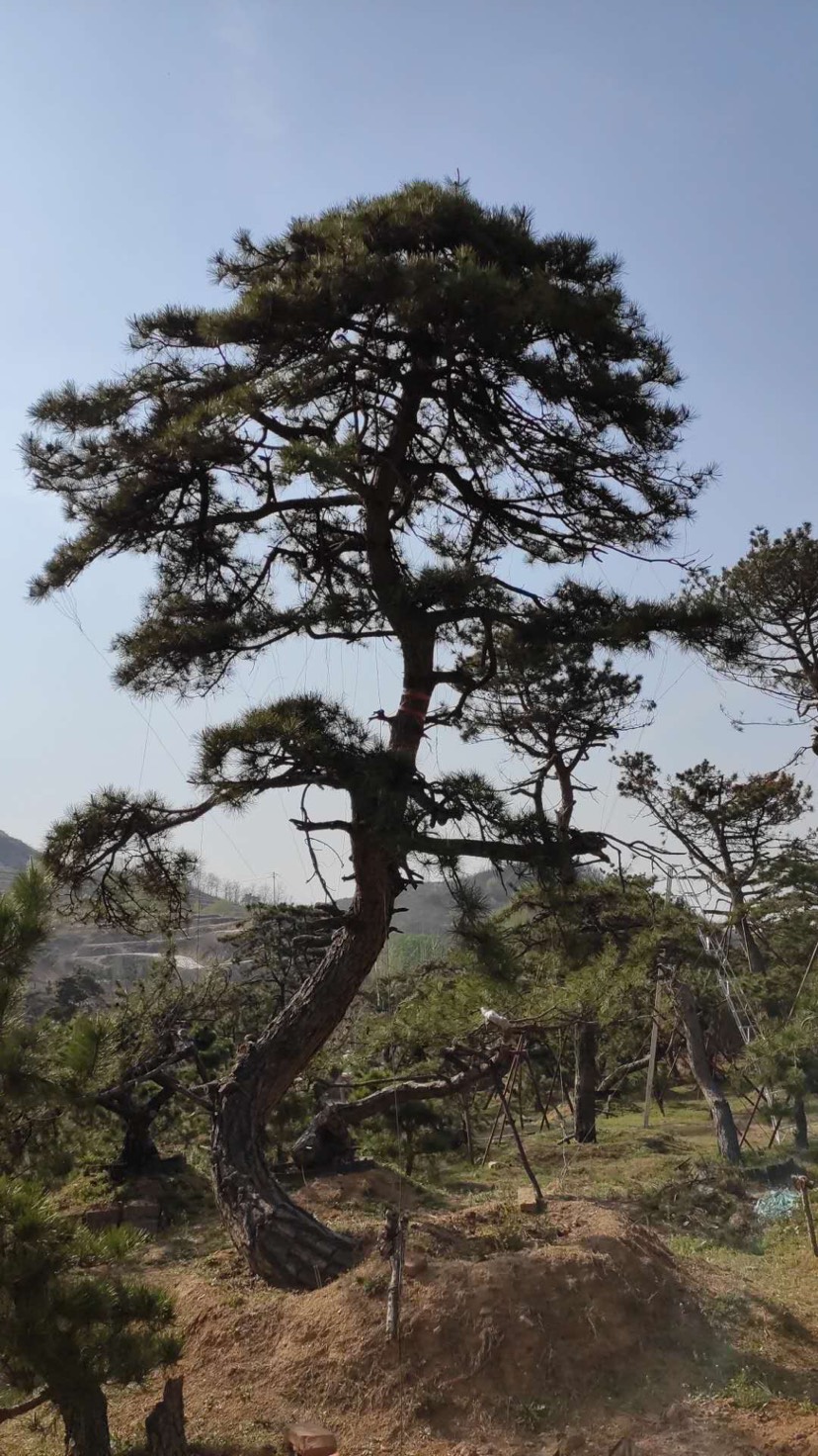 造型松树 景观松、迎客松、古松等，应有尽有，以松会友，静待有缘人！