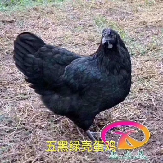 广州 五黑绿壳蛋鸡苗  绿壳蛋鸡苗 蛋鸡苗  黑鸡苗 乌鸡苗孵化手
