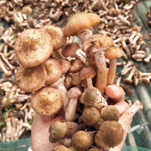 大箐山县山芹 山里的货