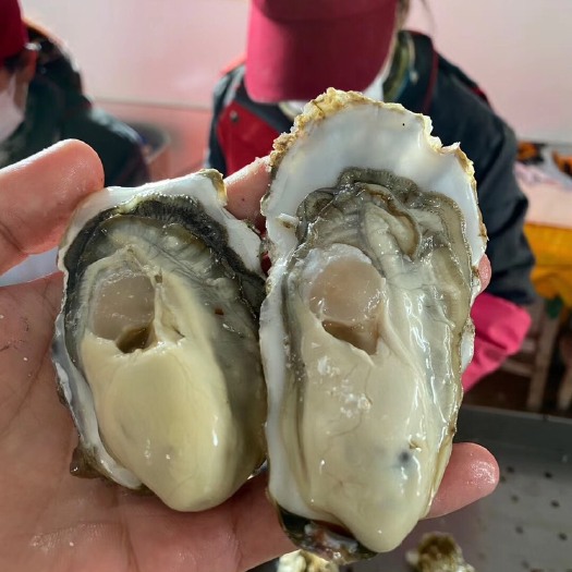 乳山市 三倍体生蚝批发 精品牡蛎货源 电商微商批发