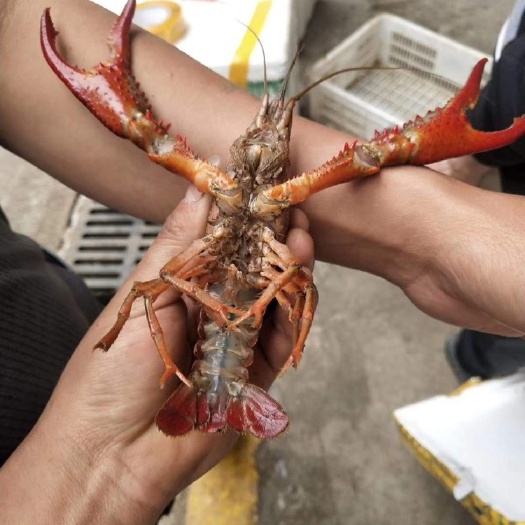 重庆市红壳小龙虾 小红2-4钱