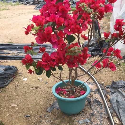 漳州 三角梅 各类高度均有