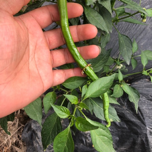 德阳 预售：二荆条辣椒（各种农户蔬菜都可私聊我）