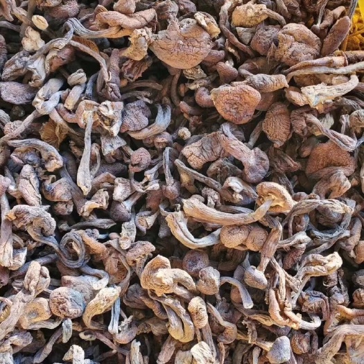 大箐山县蘑菇 出售黑龙江伊春山里草蘑，臻蘑。各种黑龙江山特产