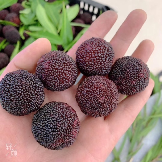 余姚市 余姚慈溪杨梅/余姚7000年前就有杨梅（零售和批发