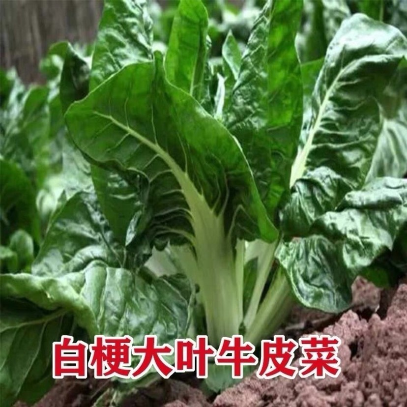 邵东市牛皮菜种子 根达菜牛皮菜厚皮菜君达菜 多次采收特色蔬菜种子