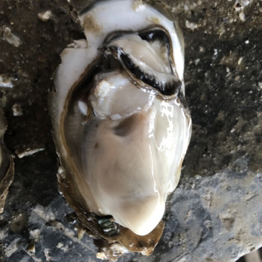 阳西县珠海生蚝 海水 3-4两/只 鲜活水产