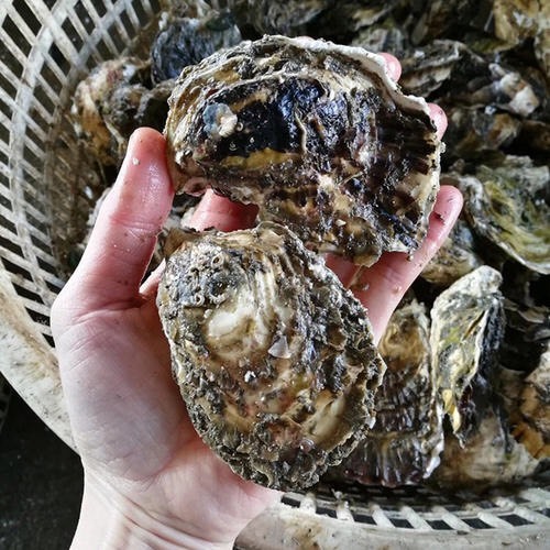 饶平县鲜活全壳生蚝牡蛎深海蚝