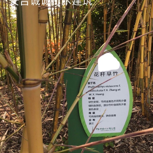 安吉县 花杆早竹