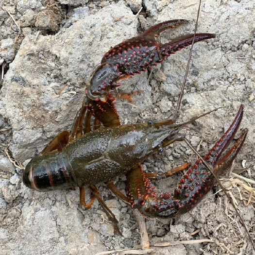 昆明克氏原螯虾 大青6-9钱