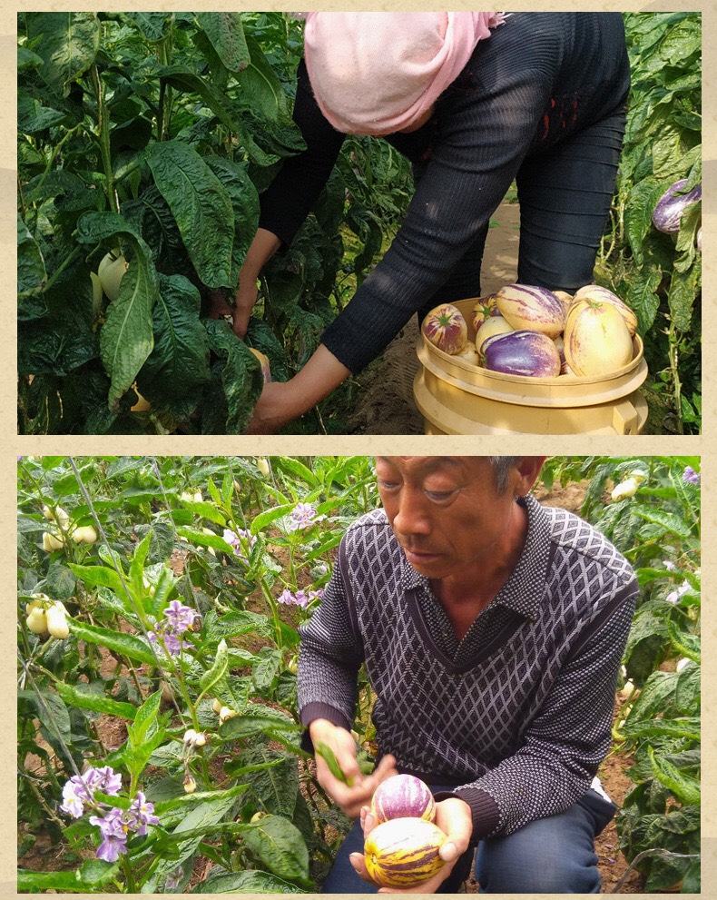 现摘现发甘肃民勤人参果新鲜水果黄肉中大果当季水果5斤包邮