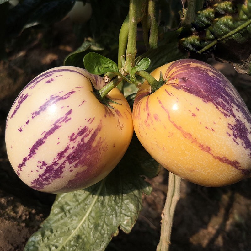 现摘现发甘肃民勤人参果新鲜水果黄肉中大果当季水果5斤包邮