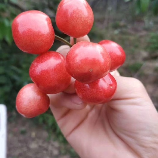 菏泽大樱桃 鲜水果，果大，肉多。现摘现发。
