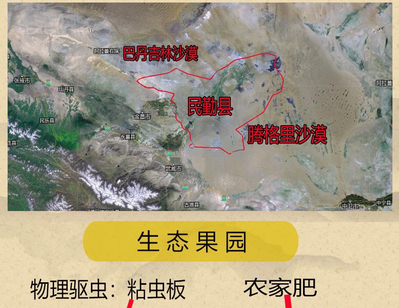 现摘现发甘肃民勤人参果新鲜水果黄肉中大果当季水果5斤包邮