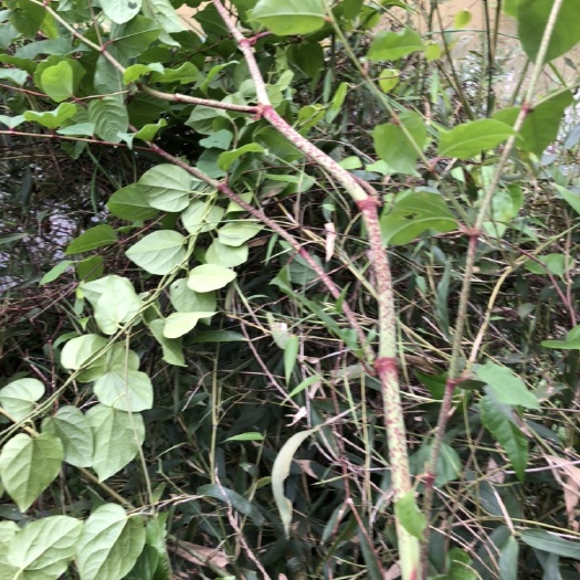 安化县 高山上的虎杖