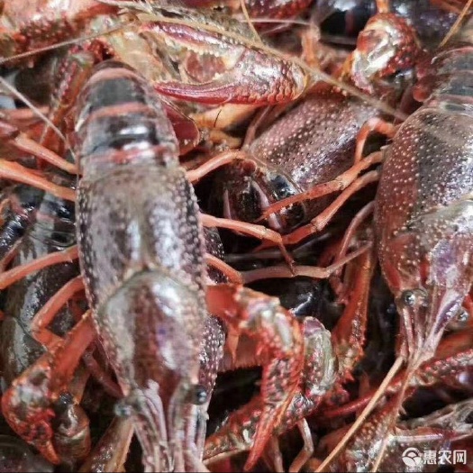 宁德 清水小龙虾