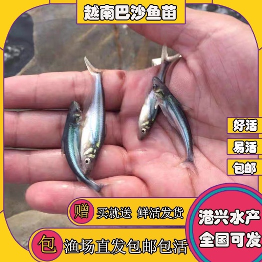  巴沙鱼苗 淡水养殖渔场供应 成活率高 易养殖