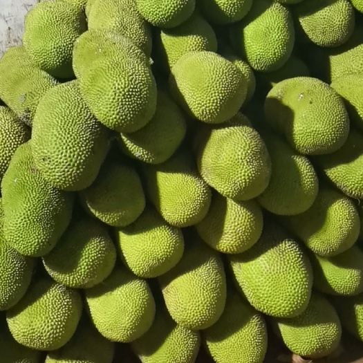 陵水县海南菠萝蜜