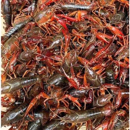 连州市 活体小龙虾鲜活大龙虾清水活虾特大水产新鲜大虾