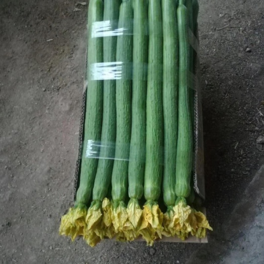 东海县鲜花丝瓜 30~50cm
