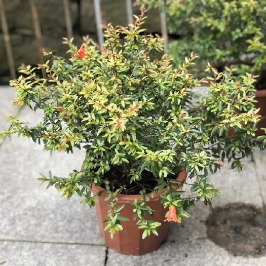 漳州 花石榴 库存大量 各类均有