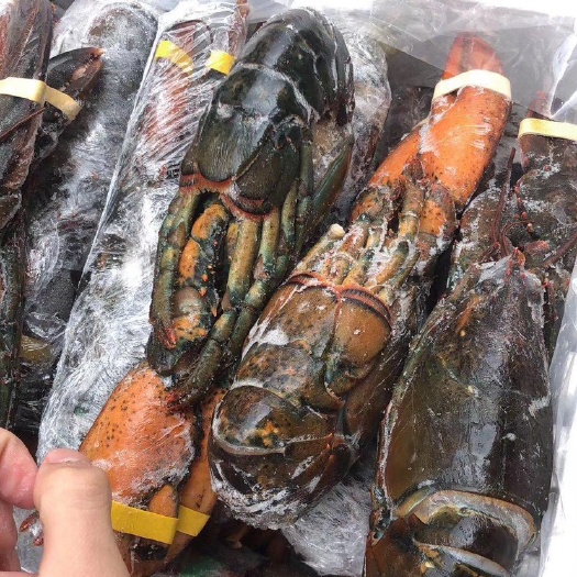 成都 单冻波龙龙波士顿龙虾