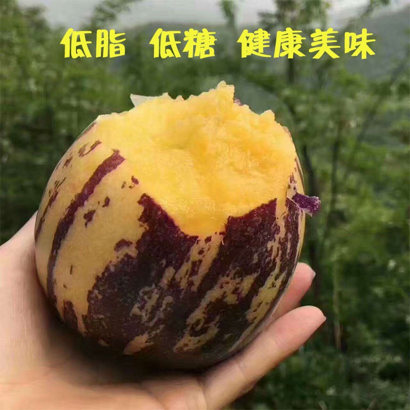 现摘现发甘肃民勤人参果新鲜水果黄肉中大果当季水果5斤包邮