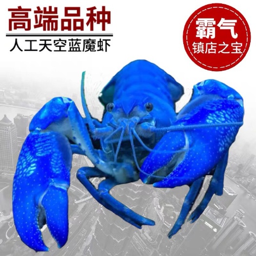 霞浦县 法国蓝龙虾