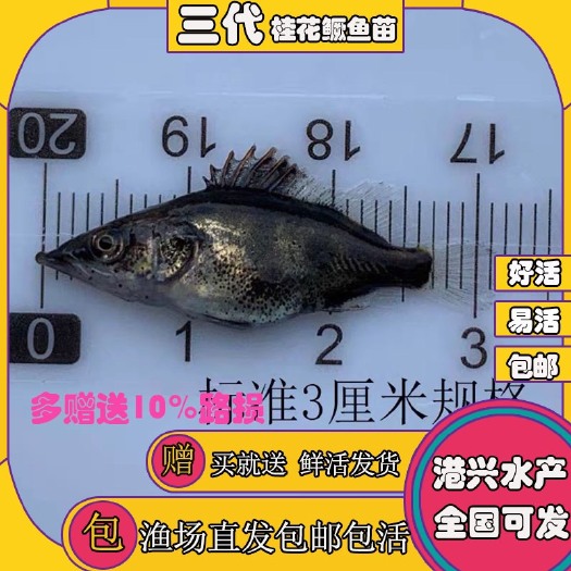 中山市源头批发商供靓苗桂花鱼苗翘嘴鳜鱼花鲫鱼苗鳜鱼苗适合各地区饲养