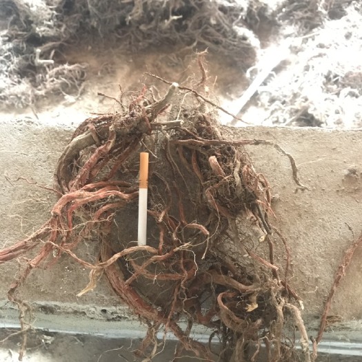 沂水县 临沂丹参