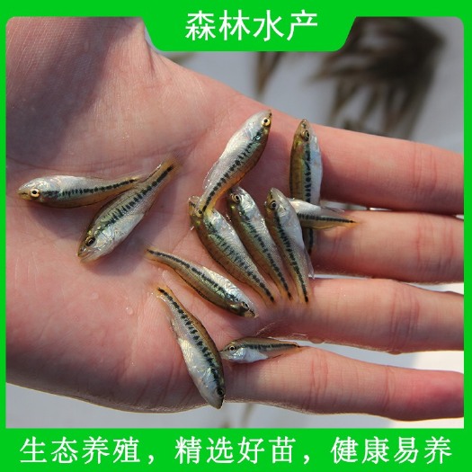 佛山 优质加州鲈鱼苗 淡水养殖活体鱼苗 全国发货
