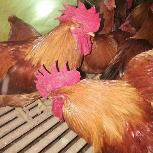 灵山县土杂鸡 杂生靓货