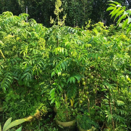 普宁市 太平洋西橄榄苗高60-100CM高当年结果美植大苗根系发达