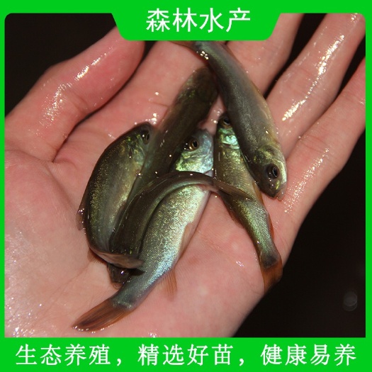 佛山 优质丁桂鱼苗生态丁桂鱼淡水养殖全国发货