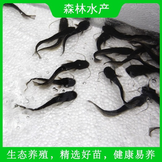 佛山 生态优质大口鲶鱼 杂交大口鲶 南方大口鲶 基地直销 全国发货