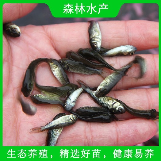 佛山 生态鲤鱼苗 剑鲤荷包鲤 活体放生优质鱼苗 全国发货