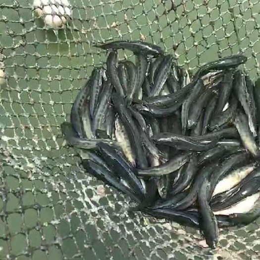 湖州 黑鱼苗，大量出售，规格3-5条