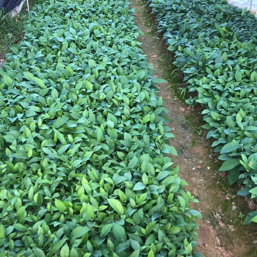 灵山县五指毛桃