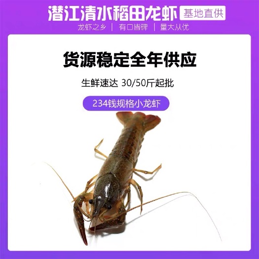 小龙虾234钱规格小青虾小红虾批发 清水稻田养殖干净饱满