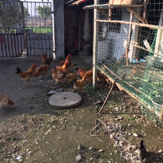 肥东县 成年土公鸡老母鸡