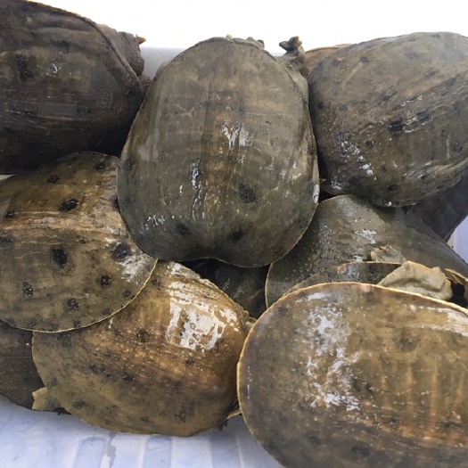 揭阳 生态甲鱼黄花甲鱼黑花甲鱼仿生甲鱼