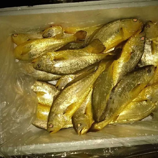 大黄鱼   黄花鱼最好的品质