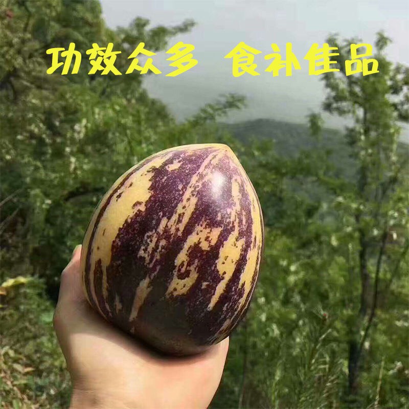 现摘现发甘肃民勤人参果新鲜水果黄肉中大果当季水果5斤包邮