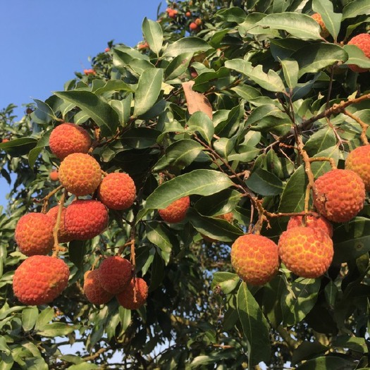 高州市白糖罂荔枝 广东茂名高州根子白糖罂，5月15号左右发货