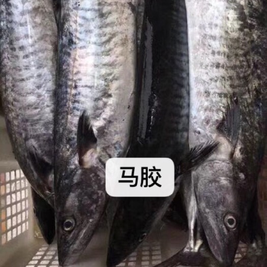 陆丰市马鲛鱼 自家鱼船 甲子港