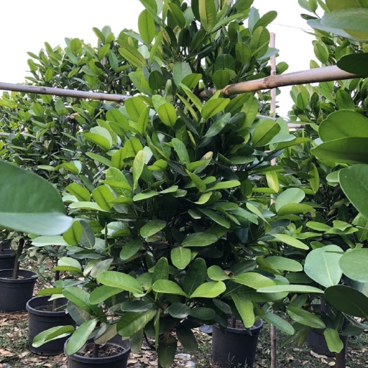 佛山福木苗 福木