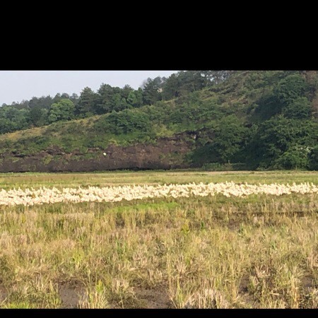 铅山县 生态白鹅