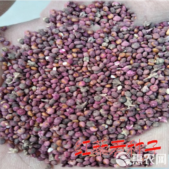 晋农源多重筛选三色藜麦种子白藜麦种子黑藜麦种子红藜麦种子