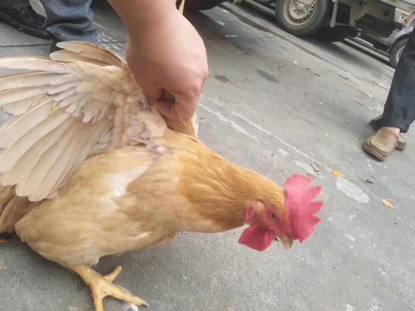  好鸡，靓鸡，非诚勿扰