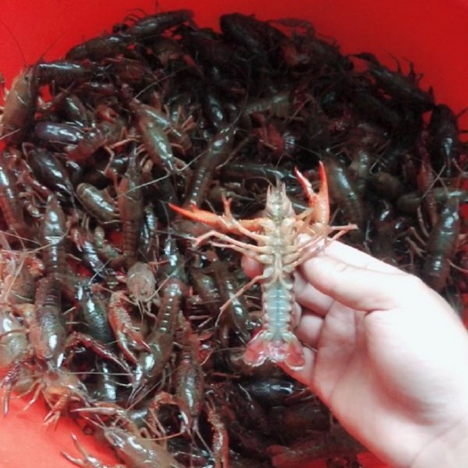 泗洪县青壳小龙虾 小中大青红